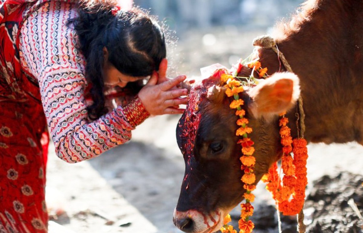 तिहारको चौथो दिन आज गाई पूजा